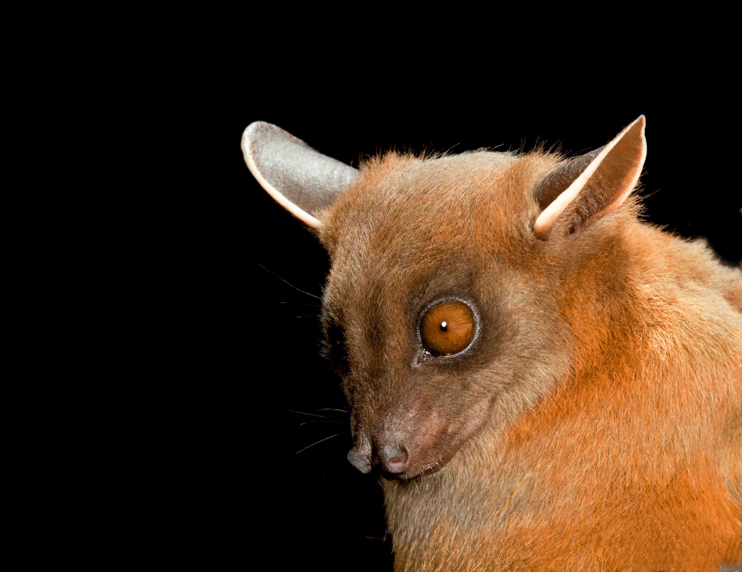 Merlin Tuttle's Bat Conservation on X: This is a rarely seen