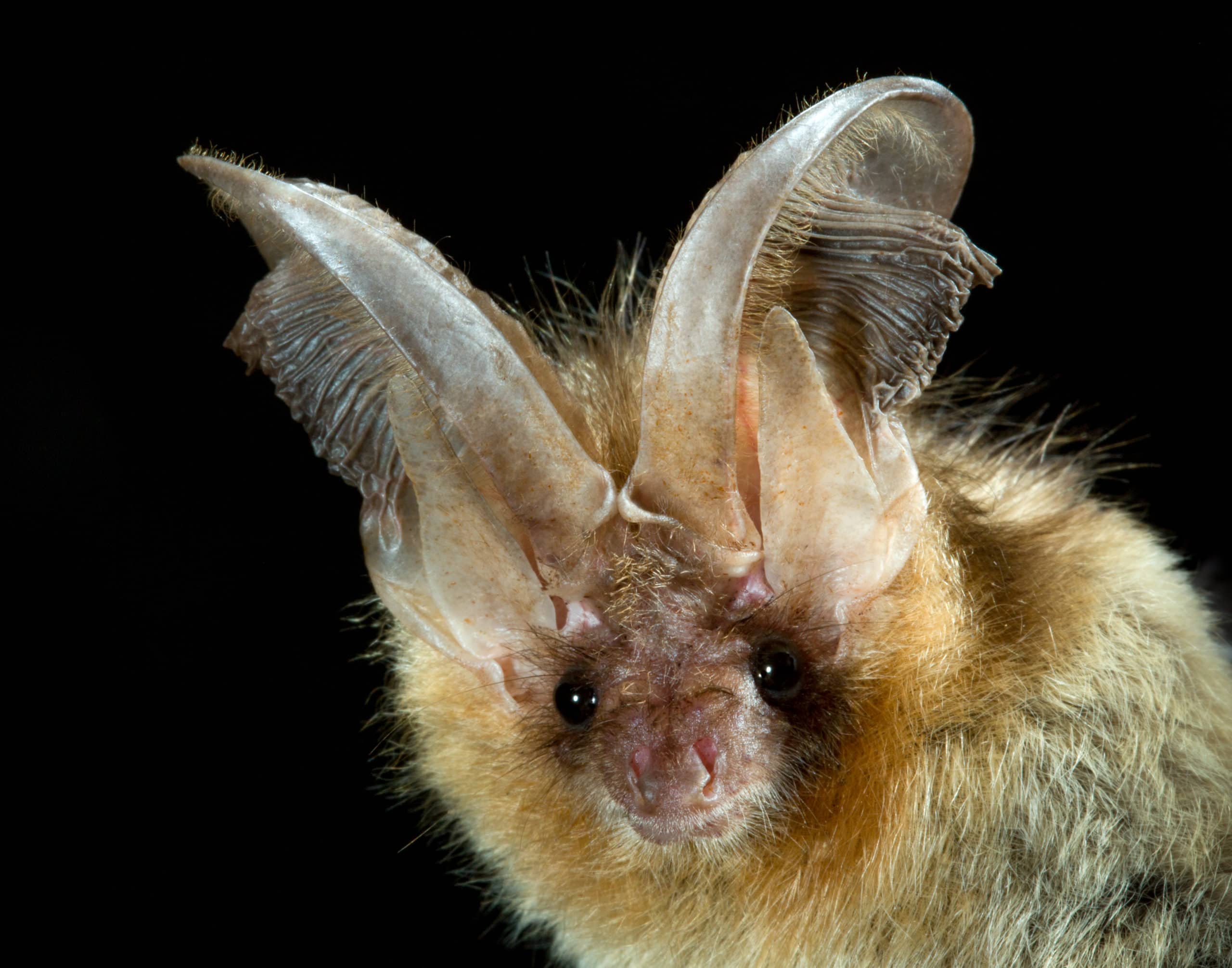 BAT