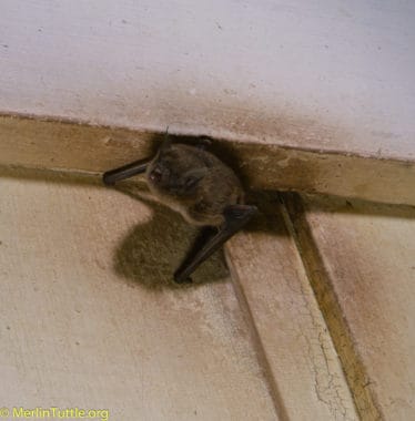 Bats in Buildings - Merlin Tuttle's Bat Conservation