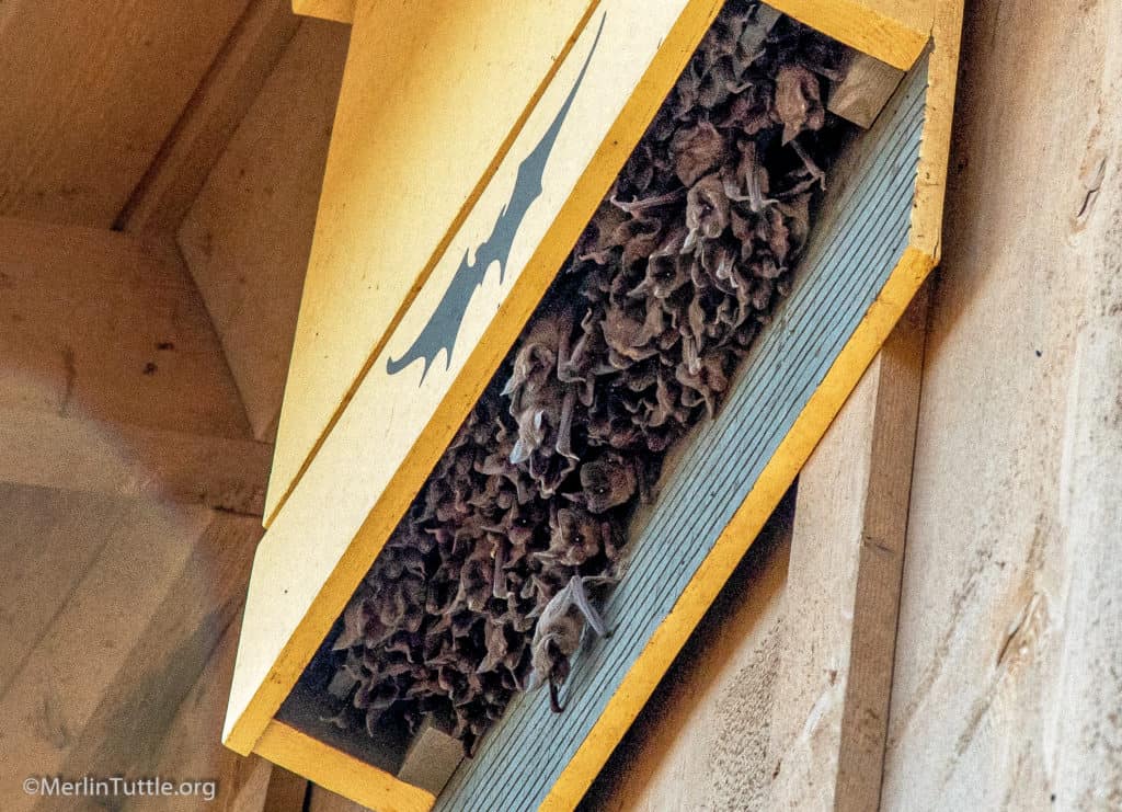 Improving Bat Houses In America Merlin Tuttle s Bat Conservation