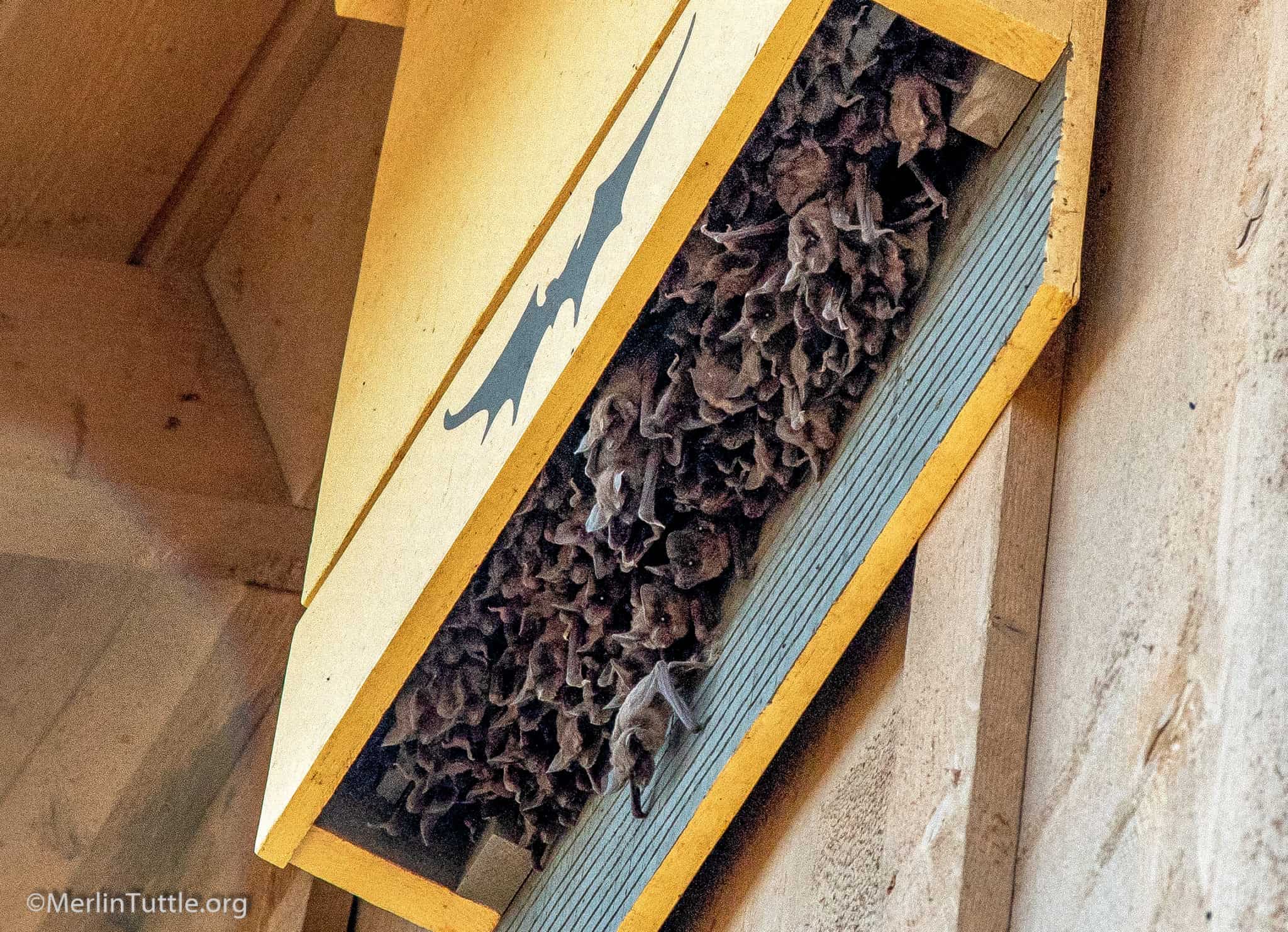selecting-a-quality-bat-house-merlin-tuttle-s-bat-conservation