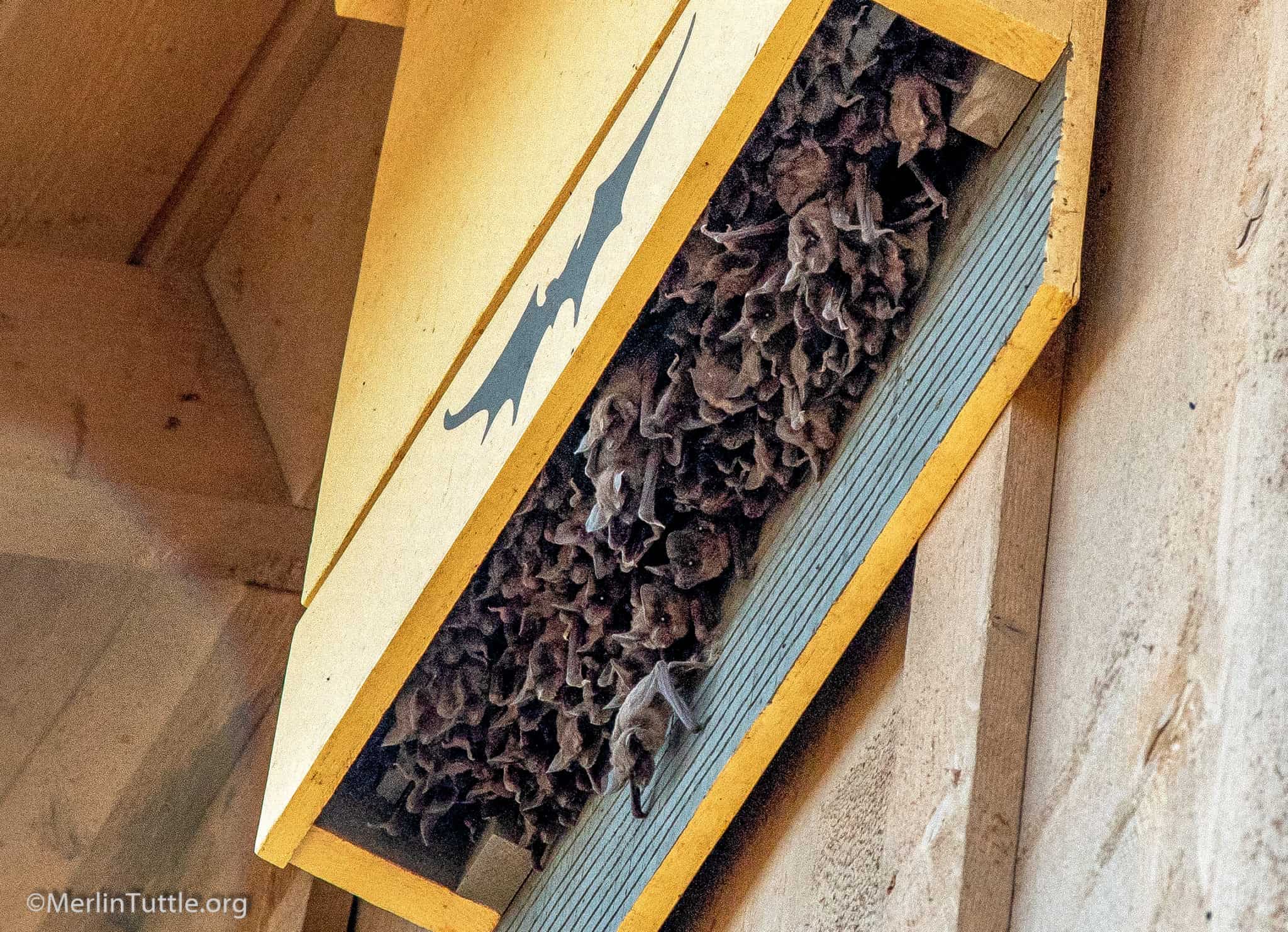 Selecting A Quality Bat House Merlin Tuttle s Bat Conservation