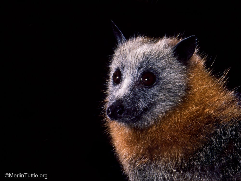 Grey headed Flying Foxes Find Friends In Bendigo Park Australia 