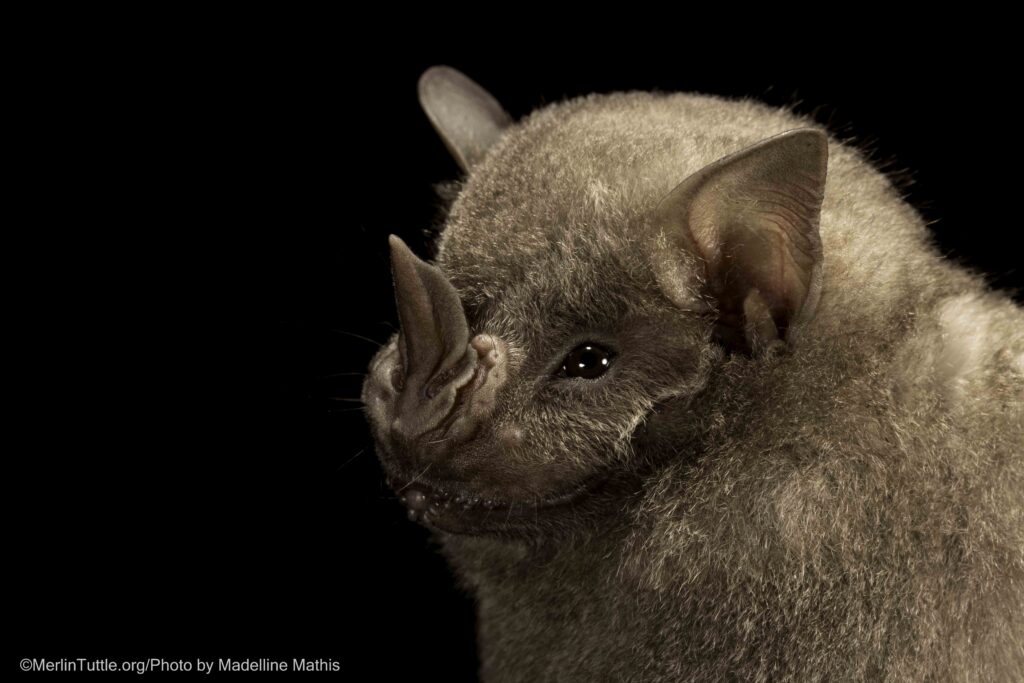 A portrait of a Jamaican fruit bat (Artibeus jamaicensis). These bats roost in Cueva Ambrosio and many other Cuban caves.