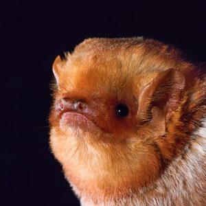 I Want To Help - Merlin Tuttle's Bat Conservation